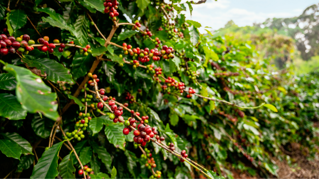 kava z peru, hondurasu, bio arabika, cafezia, premiova kava, kava pre tehotne, zdrava kofeinova kava