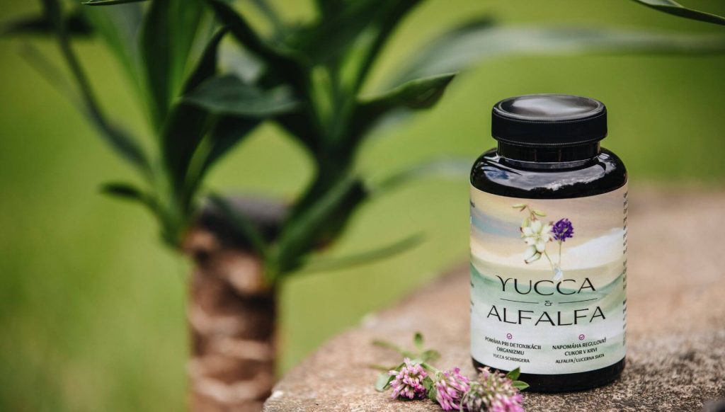 yucca sxhidigera, alfalfa, saponiny, flavonoidy, detoxikacia, cholesterol, menopauza, menstruacne bolesti