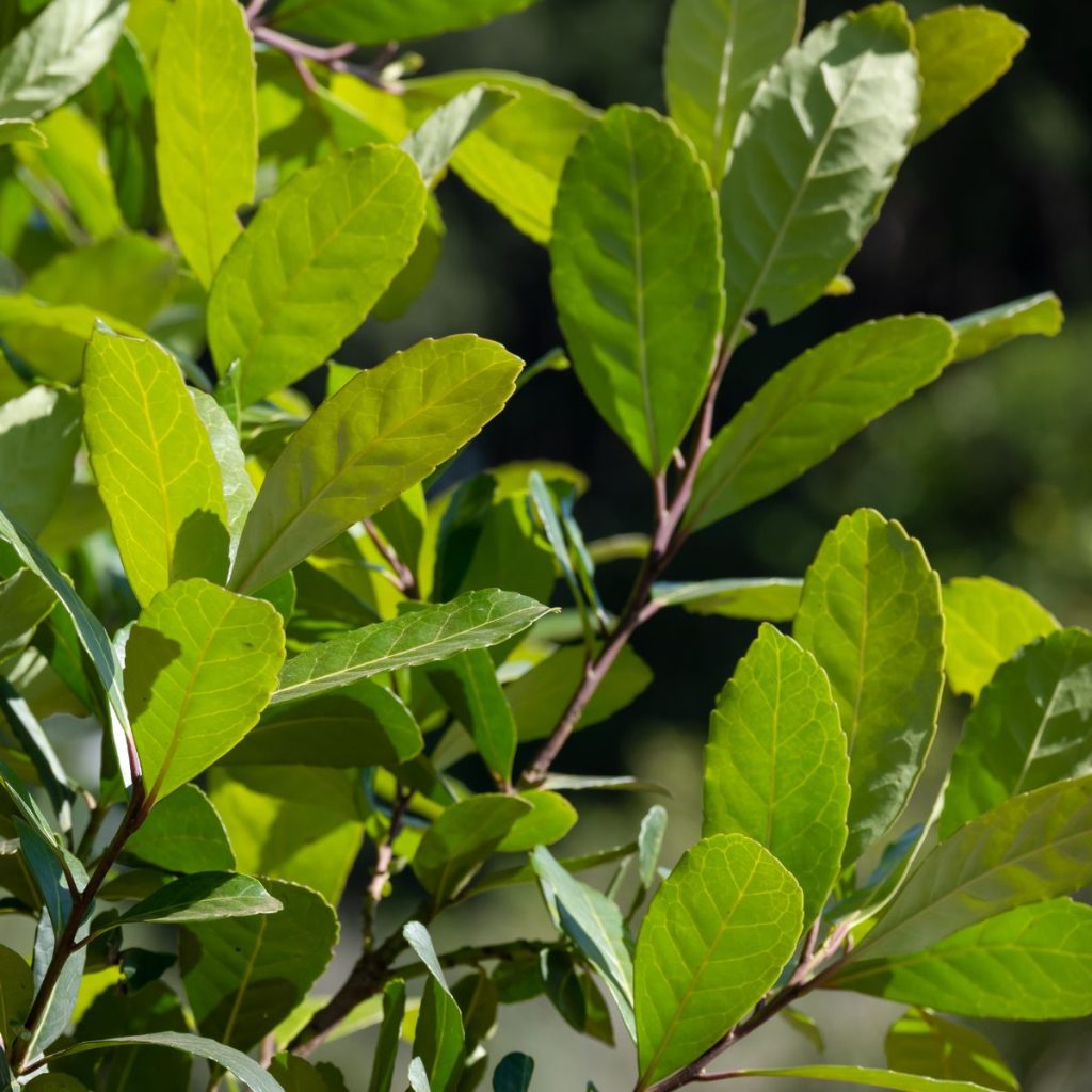 Yerba Maté