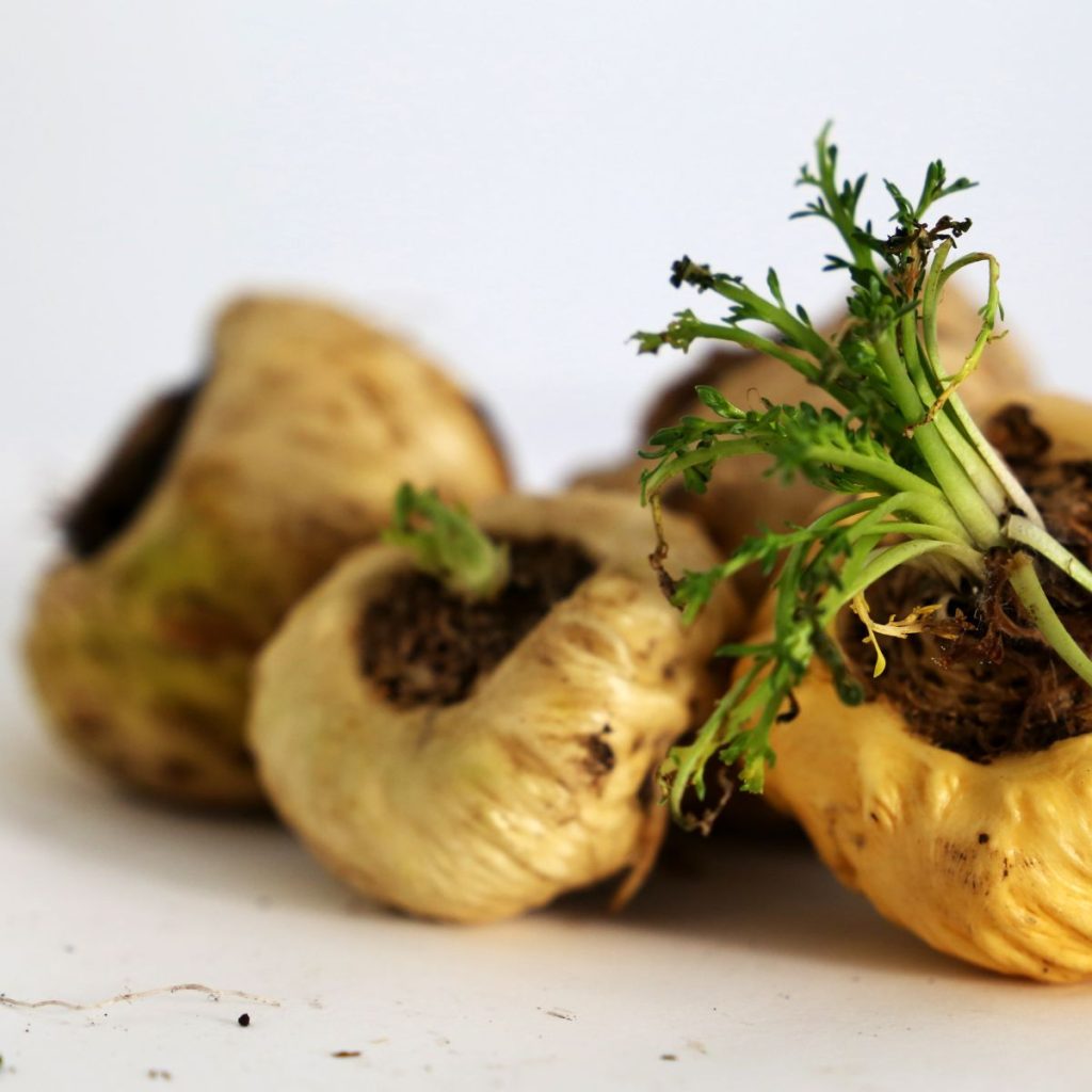 maca