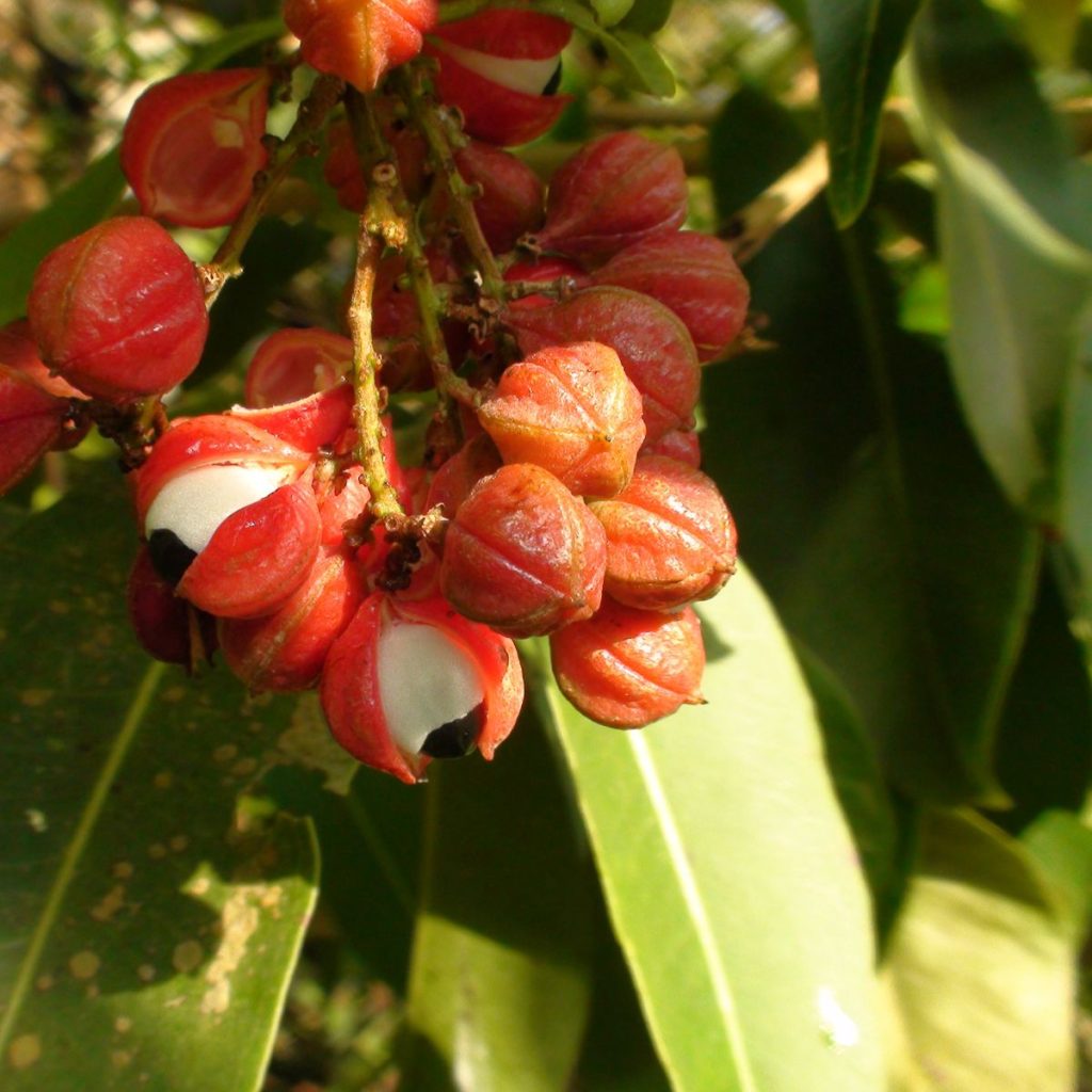 Guarana