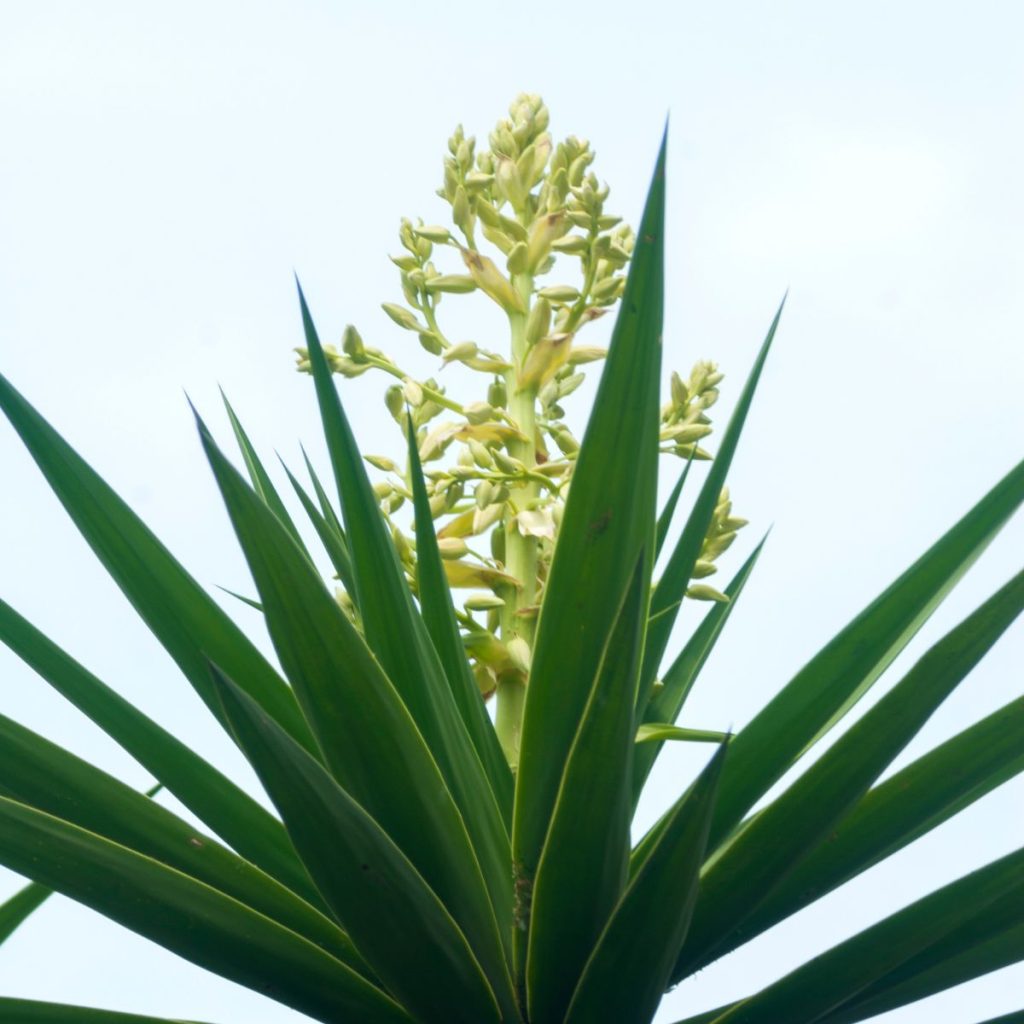 Yucca